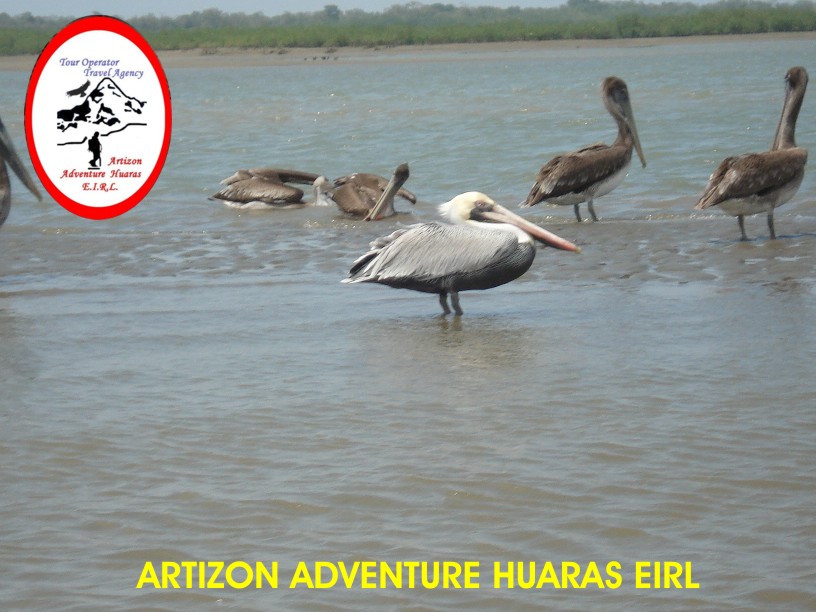 Tours en el Puerto de Pizarro y los Manglares de Tumbes